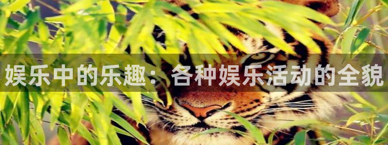 彩神vii官方：娱乐中的乐趣：各种娱乐活动的全貌